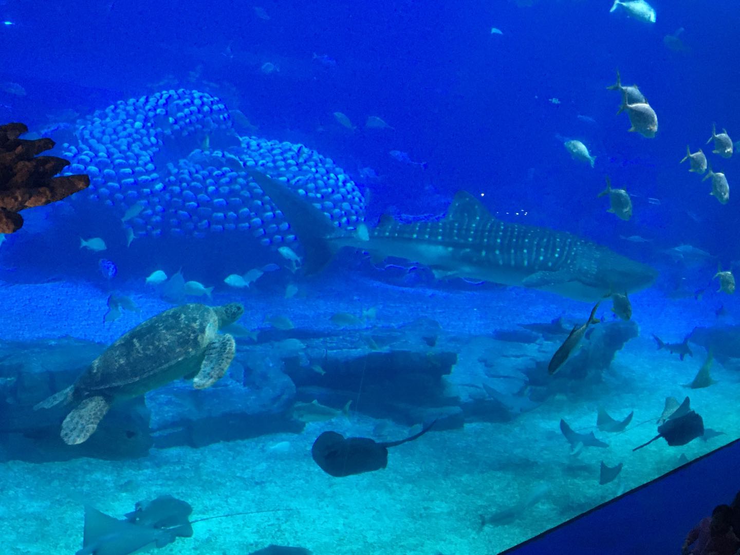 珠海長隆海洋王國兩天一夜游 珠海長隆海洋王國兩天一夜游